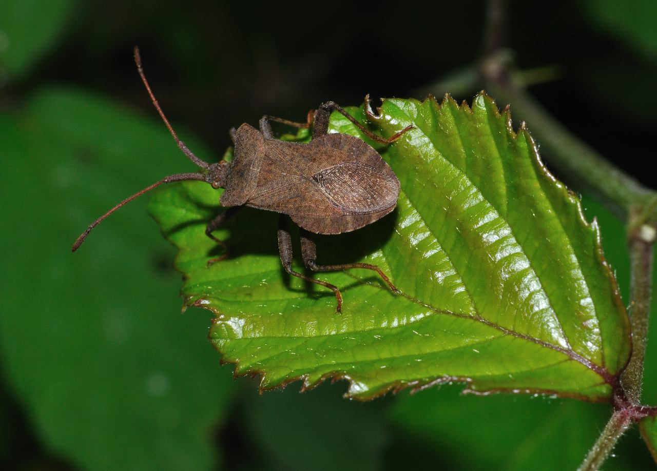 Coreidae: Coreus marginatus  dei dintorni di Roma